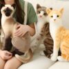 peluche-chat-siamois-gris-jouet-doux-et-calin-lavable-en-machine-2a Trois peluches de chats réalistes : un chat siamois, un chat tabby et un chat orange. Les chats sont assis sur un canapé blanc.