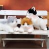 Trois peluches de chat assises sur un banc en bois blanc. Le chat à gauche est gris et blanc, celui du milieu est orange et blanc et celui de droite est noir et blanc.