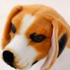 Gros plan sur la tête d'un chien en peluche brun et blanc.