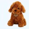 Jolie peluche de chien marron clair, assis, avec un collier et des yeux noirs.