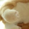 Une patte de chat blanc moelleuse et douce sur fond bois.
