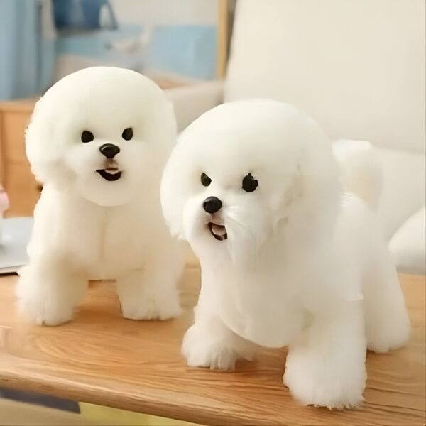 Deux chiots blancs et moelleux se tiennent sur un plancher en bois. Le chiot à gauche est un peu plus petit que celui de droite.