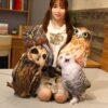 peluche-hibou-marron-et-blanc-50-cm-jouet-enfant-3a-2 Une jeune femme souriante tient quatre peluches hiboux dans ses bras. Deux hiboux sont marrons avec des yeux noirs, un est blanc avec des yeux noirs et le dernier est marron clair avec des yeux jaunes.
