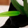 Une feuille de bambou verte se trouve sur le dos d'un panda en peluche noir et blanc.