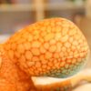 Gros plan sur la tête d'une peluche de pieuvre orange et bleue.