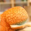 Gros plan sur la tête d'une peluche de poulpe orange et bleue. La texture est douce et réaliste.